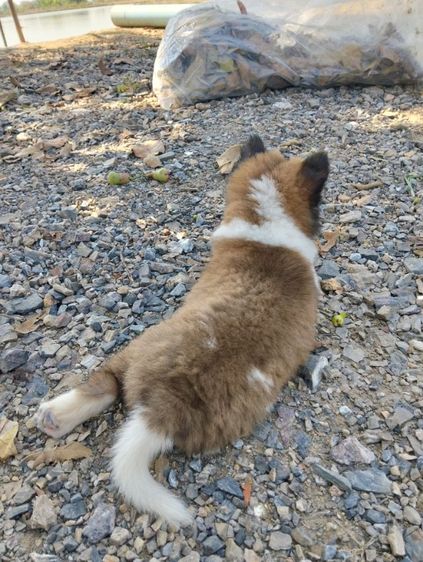 ลูกบางแก้ว รูปที่ 4