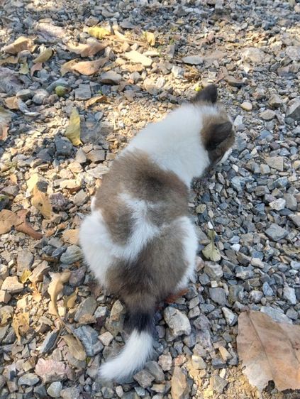 ลูกบางแก้ว รูปที่ 8