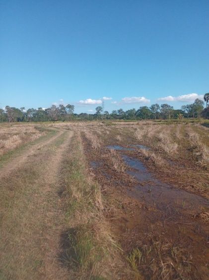 ขายที่ดินที่นา20ไร่ไร่ละ350000ครับ รูปที่ 3