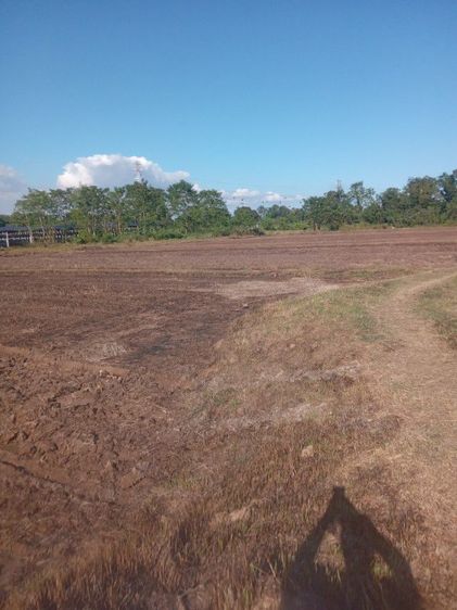 ขายที่ดินที่นา20ไร่ไร่ละ350000ครับ