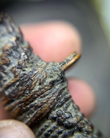 ตะกรุดสองห่วงจระเข้ขบฟันไม่ทราบที่(มีสินค้าหลายรายการกดเข้ามาดูในโปรไฟล์ได้เลยครับ) รูปที่ 3