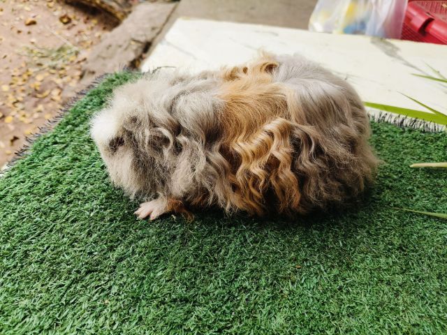 หนูแกสบี้