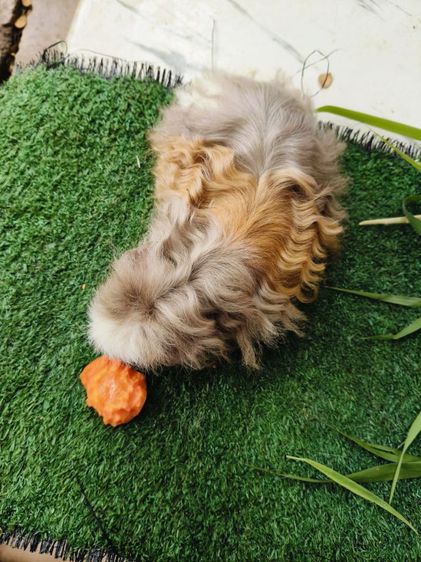 หนูแกสบี้ รูปที่ 3