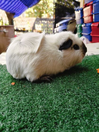 หนูแกสบี้ อเมริกา แคลิฟอเนีย รูปที่ 3