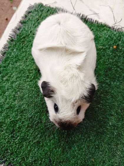 หนูแกสบี้ อเมริกา แคลิฟอเนีย