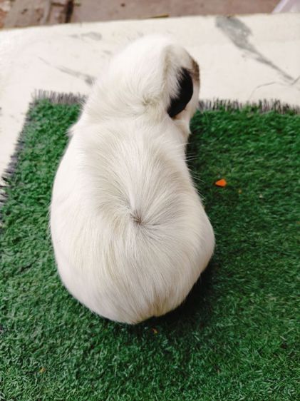 หนูแกสบี้ อเมริกา แคลิฟอเนีย รูปที่ 5