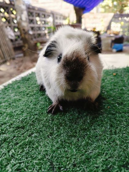 หนูแกสบี้ อเมริกา แคลิฟอเนีย รูปที่ 2