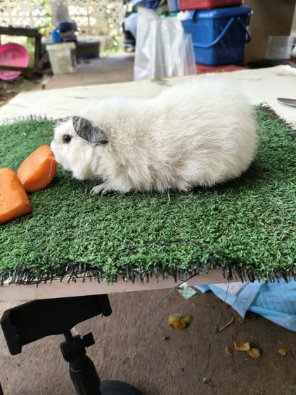 หนูแกสบี้ เท็ดดี้แคลิฟอเนีย รูปที่ 2