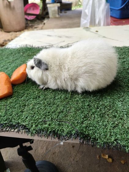 หนูแกสบี้ เท็ดดี้แคลิฟอเนีย รูปที่ 3