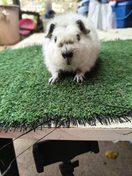 หนูแกสบี้ เท็ดดี้แคลิฟอเนีย