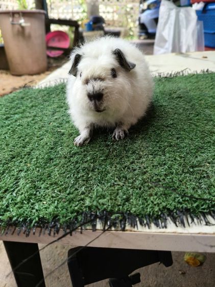 หนูแกสบี้ เท็ดดี้แคลิฟอเนีย รูปที่ 4