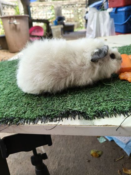 หนูแกสบี้ เท็ดดี้แคลิฟอเนีย รูปที่ 5