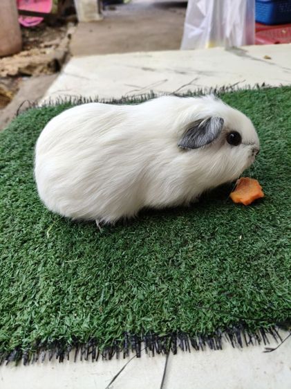หนูแกสบี้ อเมริกาแคลิฟอเนีย สีขาว รูปที่ 7