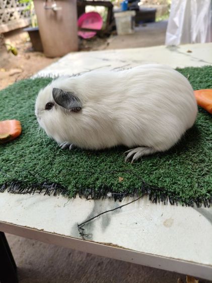 หนูแกสบี้ อเมริกาแคลิฟอเนีย สีขาว รูปที่ 4