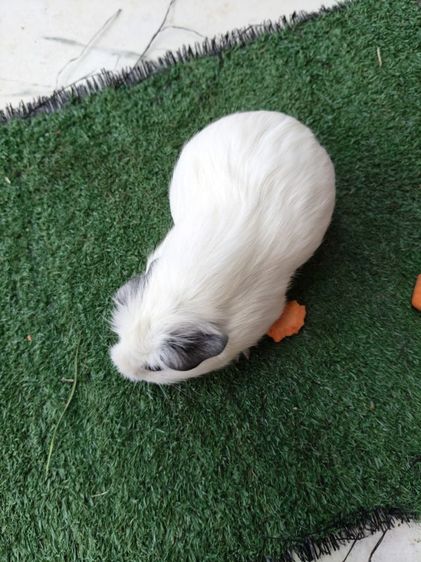 หนูแกสบี้ อเมริกาแคลิฟอเนีย สีขาว รูปที่ 5