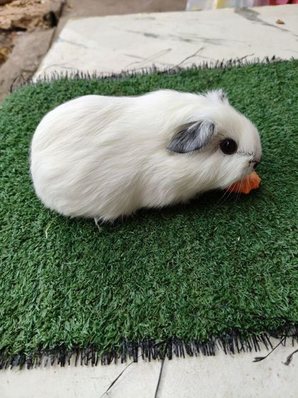 หนูแกสบี้ อเมริกาแคลิฟอเนีย สีขาว รูปที่ 3