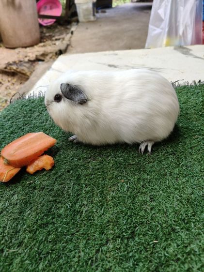 หนูแกสบี้ อเมริกาแคลิฟอเนีย สีขาว รูปที่ 2