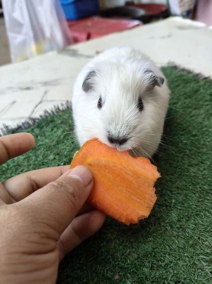 หนูแกสบี้ อเมริกาแคลิฟอเนีย สีขาว รูปที่ 6