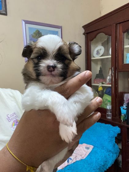 ลูกสุนัข รูปที่ 2