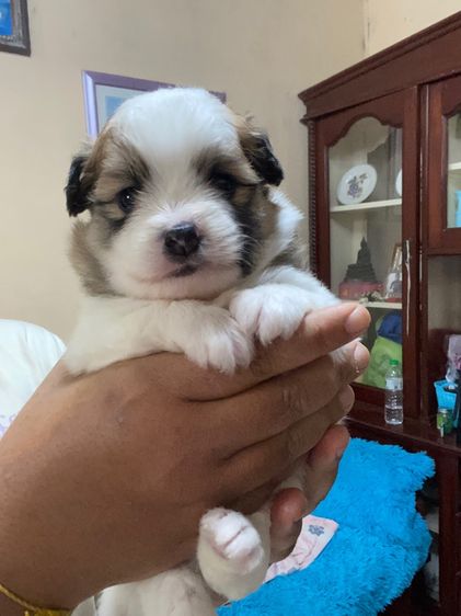 ลูกสุนัข