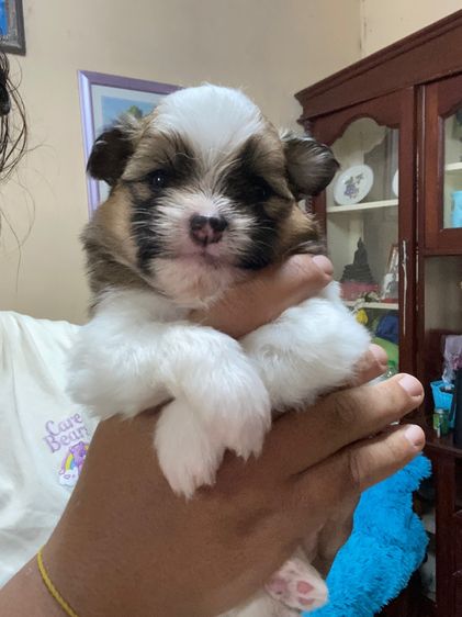 ลูกสุนัข รูปที่ 3