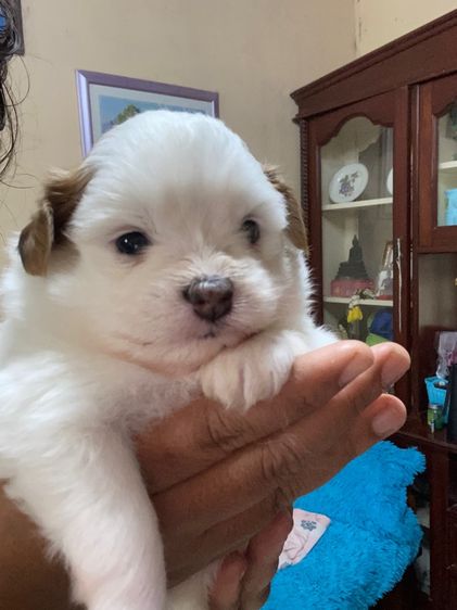 ลูกสุนัข รูปที่ 6