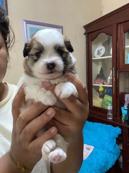 ลูกสุนัข รูปที่ 4