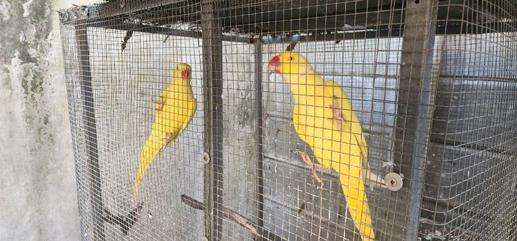 ผู้เมีย พร้อมใบ 3 ปี