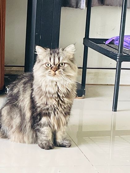 ขายแมวเปอร์เซีย สียราวน์แท๊บบี่ รูปที่ 4