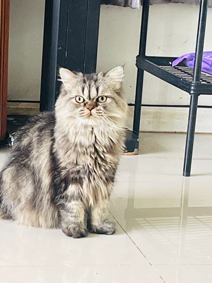 ขายแมวเปอร์เซีย สียราวน์แท๊บบี่