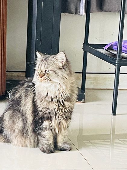 ขายแมวเปอร์เซีย สียราวน์แท๊บบี่ รูปที่ 8