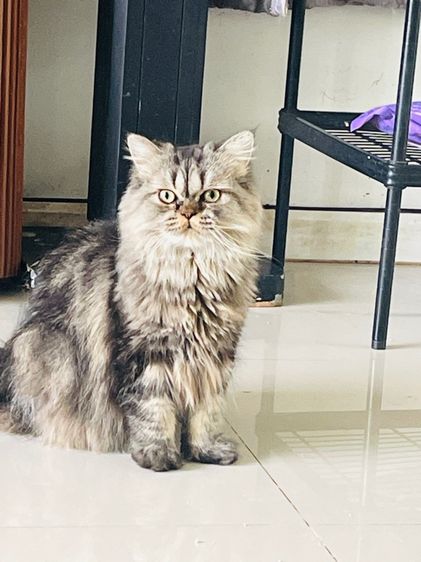 ขายแมวเปอร์เซีย สียราวน์แท๊บบี่ รูปที่ 2
