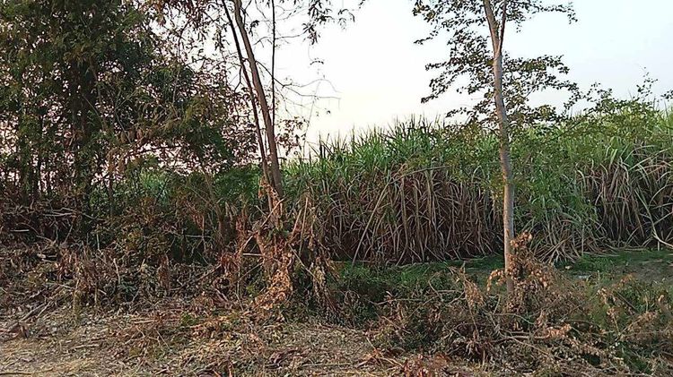 ที่ดินสวยติดถนน 2 แปลง รูปที่ 4