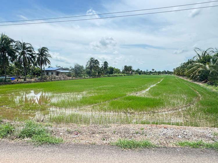 ที่นาสวยติดถนนสาธารณะประโยชน์ ติดลำน้ำ ต.ก้อนแก้ว อ.คลองเขื่อน จ.ฉะเชิงเทรา ทางไปวัดสมาน รูปที่ 2
