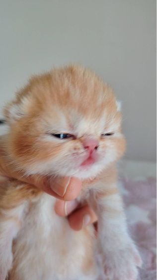 แมว EXO ติก รูปที่ 3