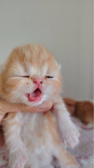 แมว EXO ติก รูปที่ 6