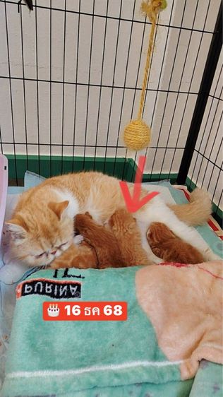 แมว EXO ติก รูปที่ 2