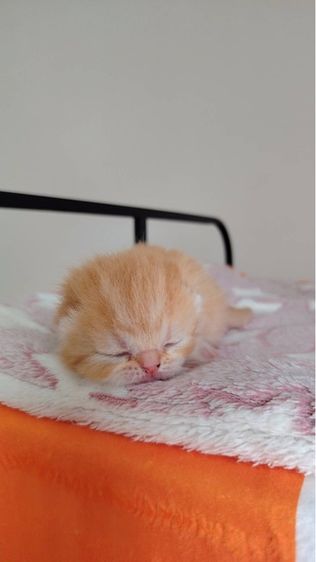 แมว EXO ติก รูปที่ 10