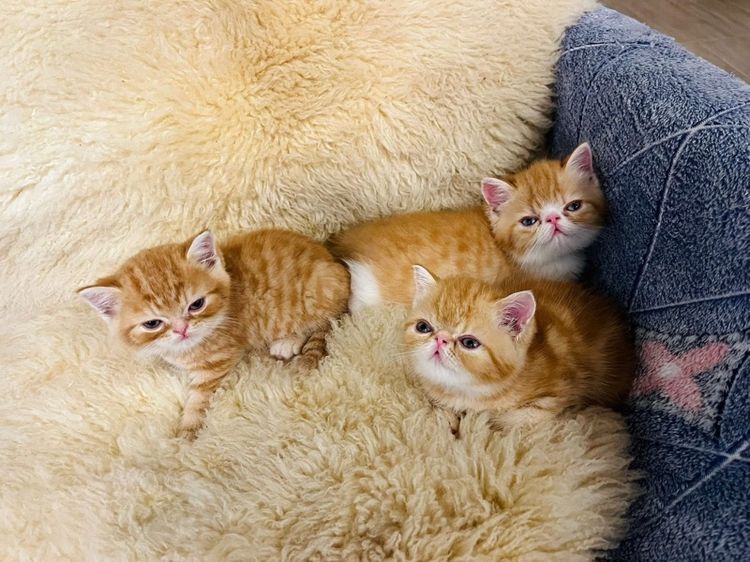 แมว EXO ติก รูปที่ 13