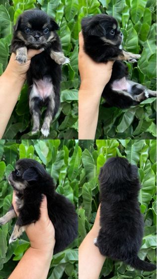 ชิวาว่าขนยาว รูปที่ 3