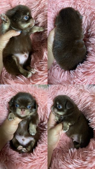 ชิวาว่าขนยาว