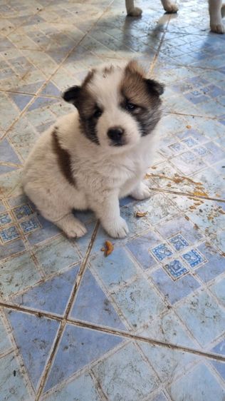 ขายลูกหมาบางแก้วแท้ รูปที่ 11