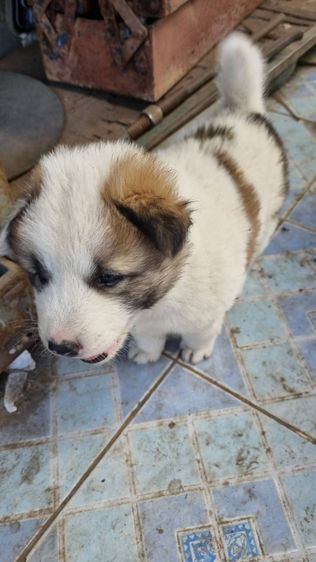 ขายลูกหมาบางแก้วแท้ รูปที่ 12