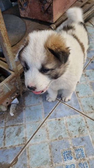 บางแก้ว (Thai Bangkaew Dog) กลาง ขายลูกหมาบางแก้วแท้
