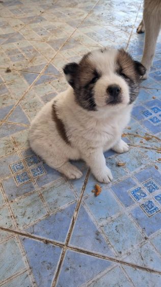 ขายลูกหมาบางแก้วแท้ รูปที่ 10