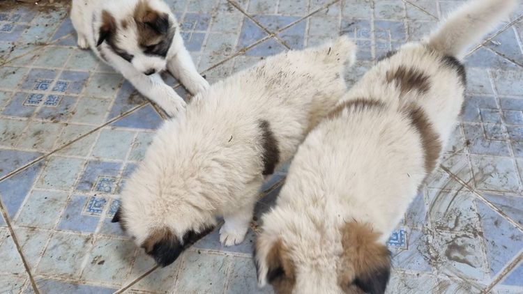 ขายลูกหมาบางแก้วแท้ รูปที่ 4