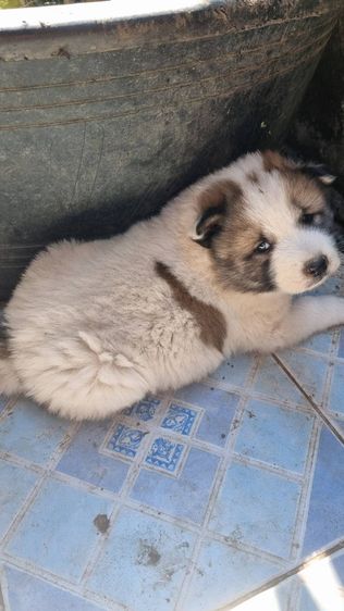 ขายลูกหมาบางแก้วแท้ รูปที่ 7