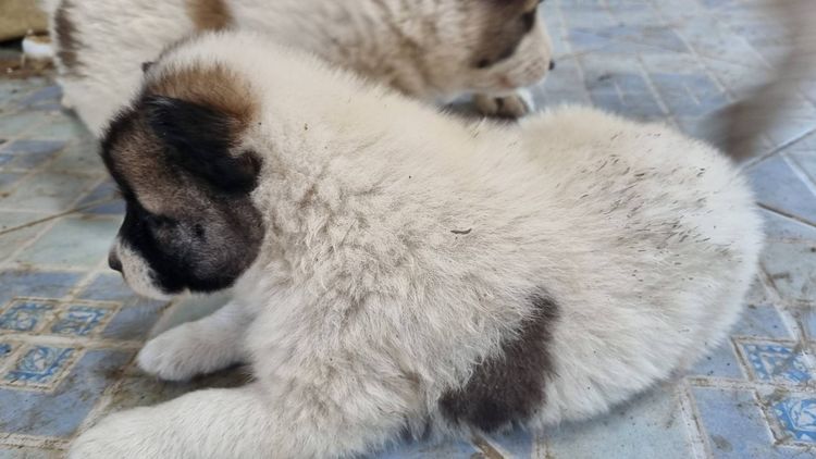 ขายลูกหมาบางแก้วแท้ รูปที่ 3