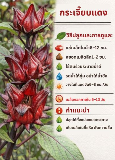 เมล็ดพันธ์ เมล็ดพันธุ์กระเจี๊ยบแดง ปลูกง่าย โตไว ดอกเยอะ
