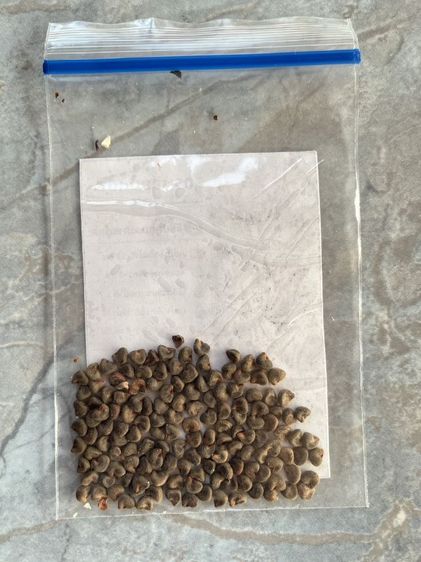 เมล็ดพันธุ์กระเจี๊ยบแดง ปลูกง่าย โตไว ดอกเยอะ รูปที่ 2